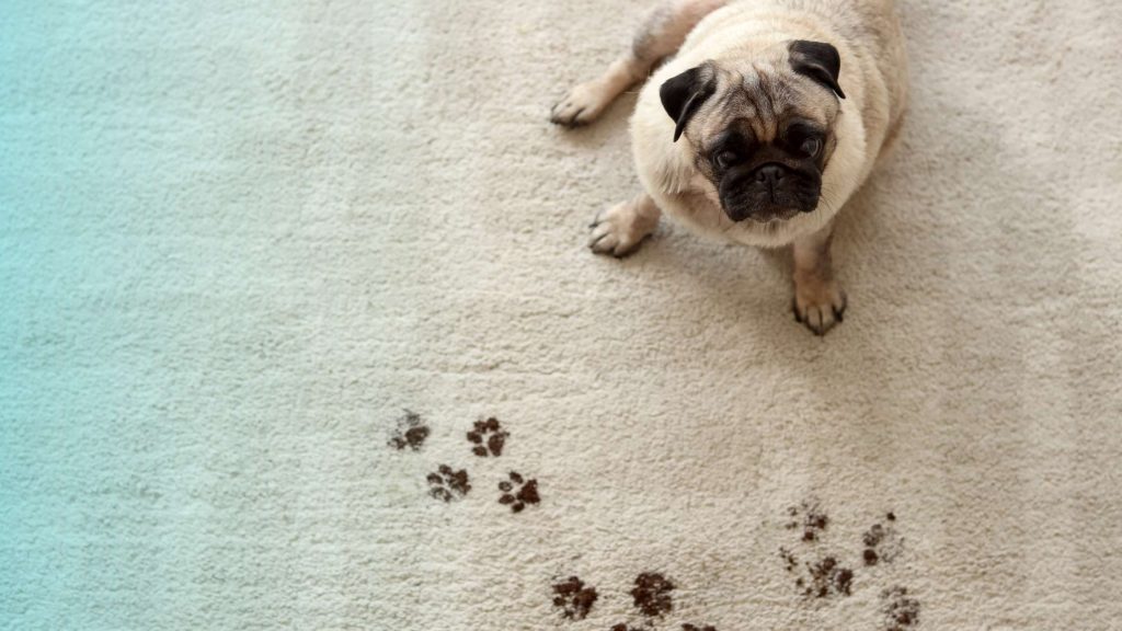 Tepih servis za domove sa kućnim ljubimcima - Kako održati higijenu?